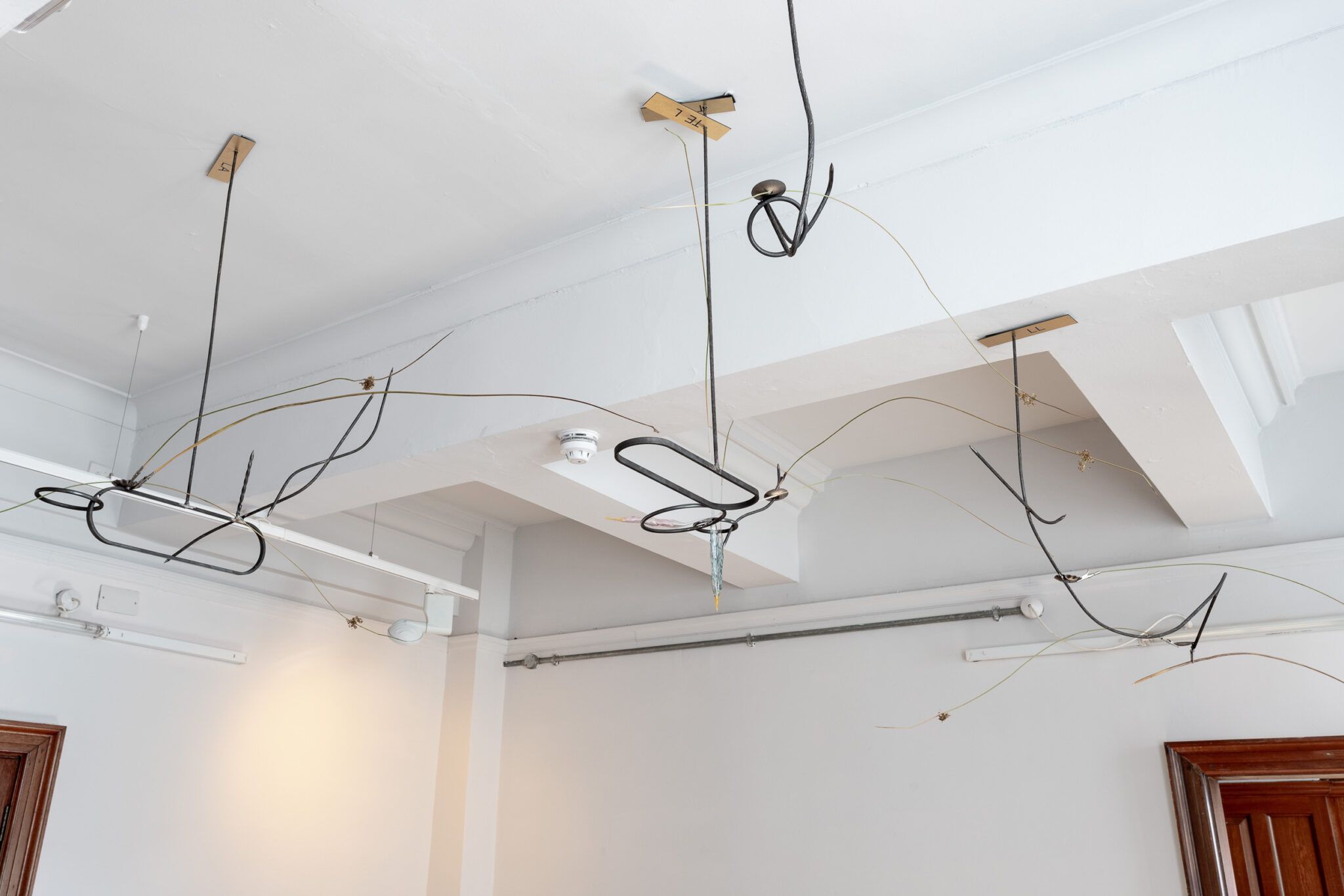 Lauren Gault: Cithra