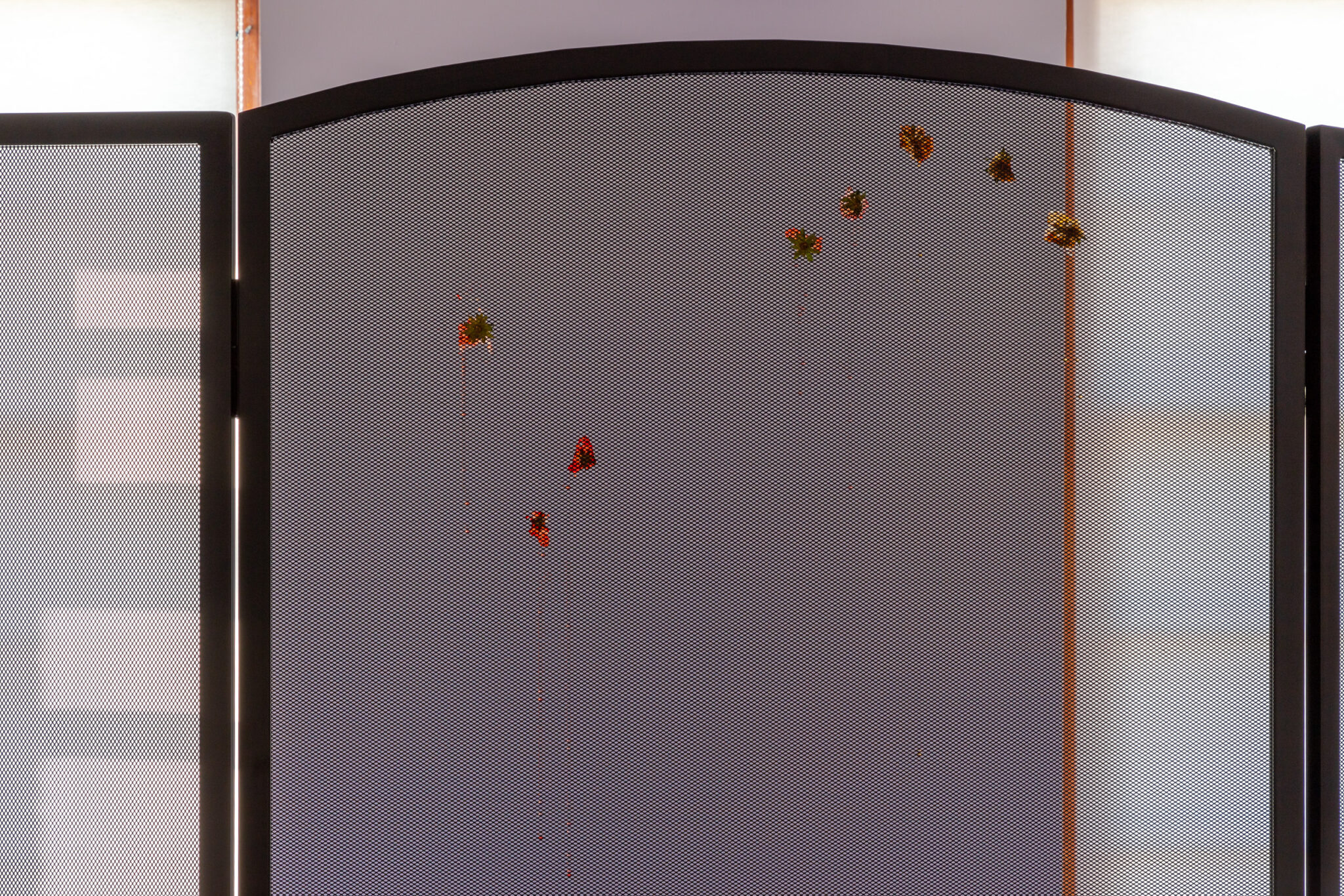 Lauren Gault: Cithra