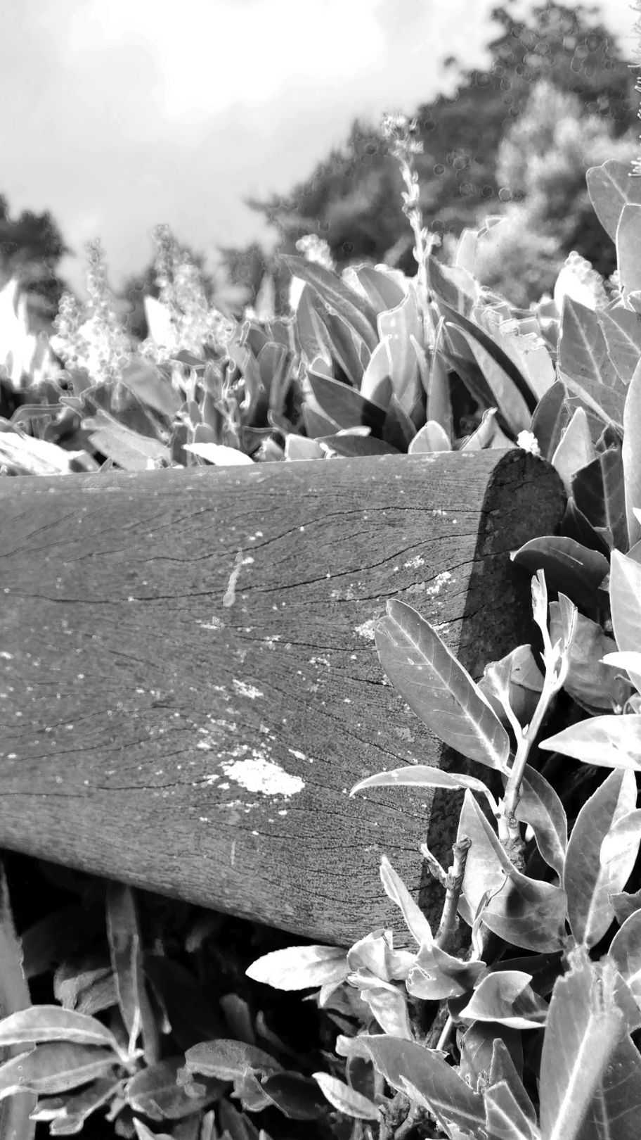 a zoomed in section of a piece of wood, cutting into the frame horizontally. It looks smooth, but with small white bleached erosions and many fine horizontal lines of the grain. Surrounding this is foliage, the elongated leaves partly cover the end of the wooden plank. Blurred buds reach up to the sky, in the background are hazy silhouettes of large trees.