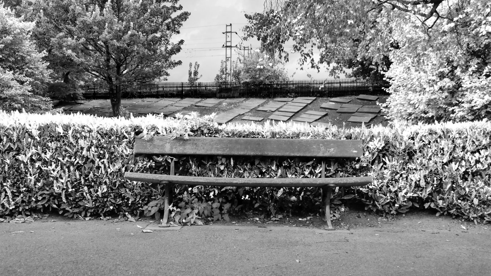 a landscape image of a single bench that sits in front of a waist-height bush that extends across the length of the image. Trees frame the corners of the photograph, with a partly paved slope between them. An overhead powerline structure sits in the distance.