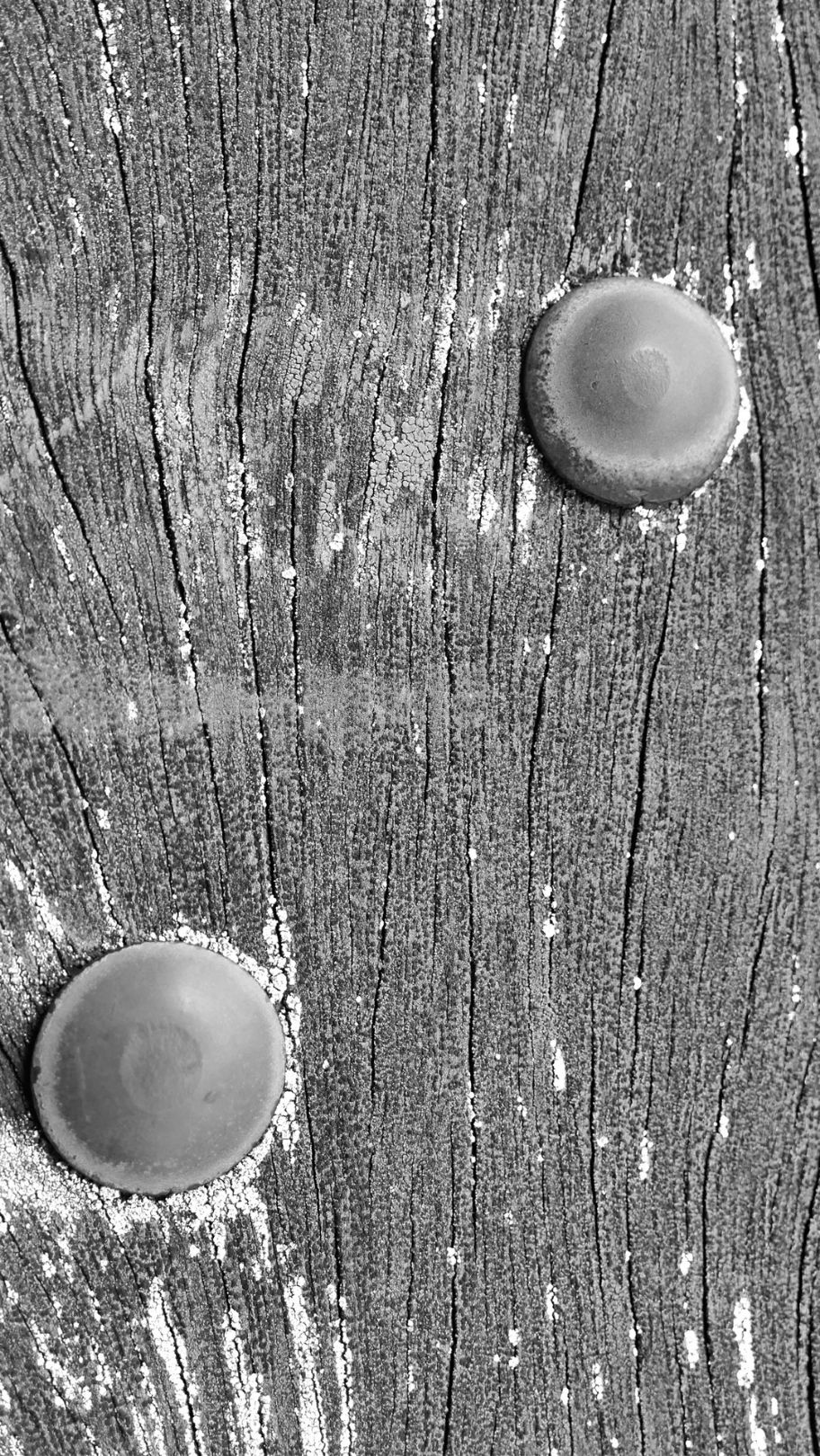 a portrait image of a zoomed in section of a piece of wood. It looks smooth, but with small erosions, chips and many fine vertical lines of the grain. Embedded within this, is what looks like two pin-head like fixtures, possibly bolt-heads, diagonal from one another.
