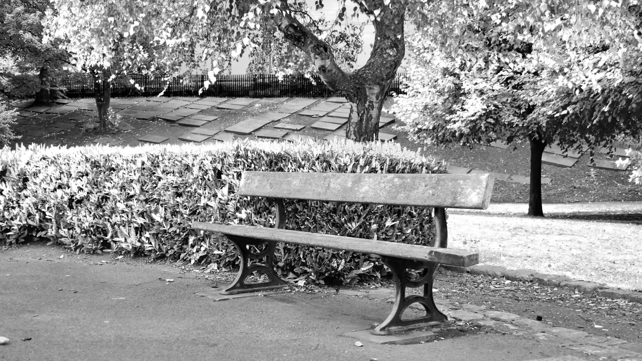 A monochrome photograph is a landscape image of a single bench, in what looks like a park with waist-height bush bordering some grass, trees with bright white shards that are the leaves, and a paved slope behind. The bench sits on this boundary, between path and park.
