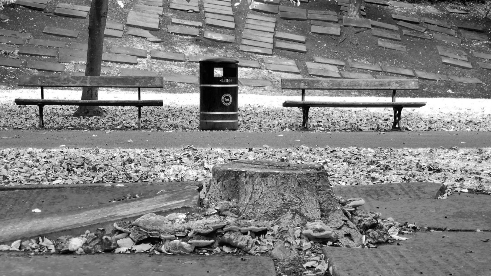 a wide-landscape shot of the park. There are two benches that face towards us, on the edge of a path that runs the length of the image. Between them is a city dustbin. There is a large tree stump in the foreground, and the same partly-paved slope in the background.