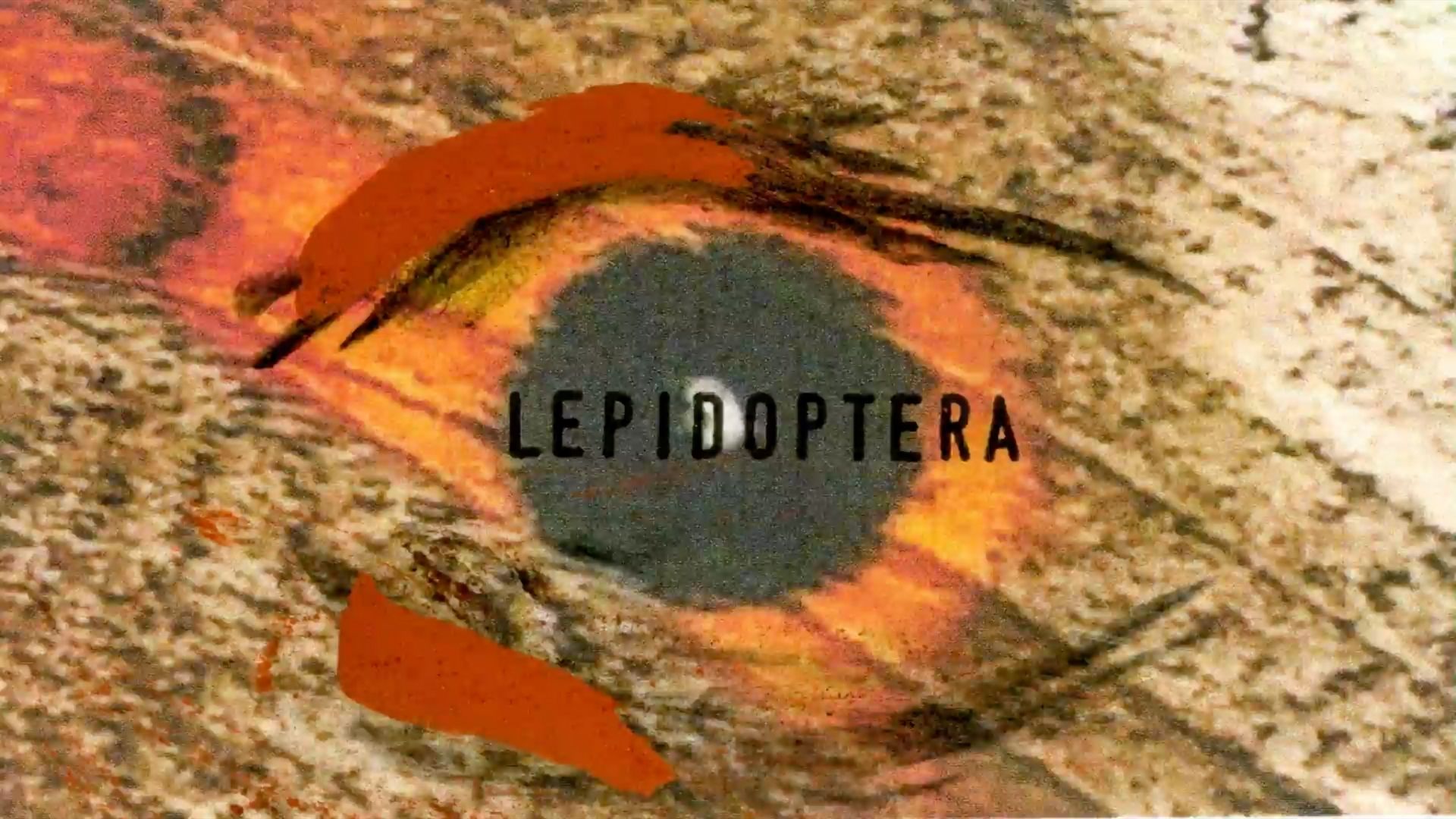 The title Lepidoptera written in black, hand printed letters on top of a colourful image, which is the close up of an ‘eye’ on a butterfly's wing which is black in the centre, and orange, red and brown around it. A mark in charcoal and rust-coloured soil encircles the tite.