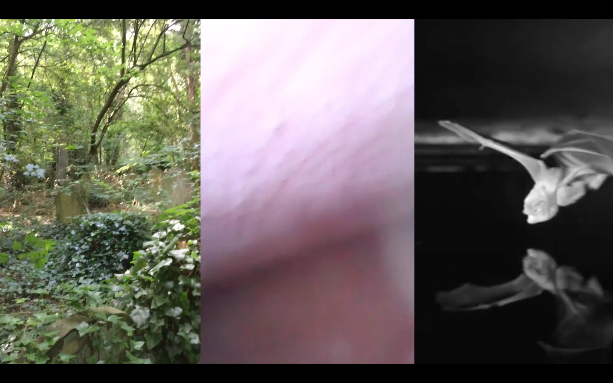 the image is split into three parts, the left hand side shows a wooded area, the centre is a close up of an undistinguishable body part, the right hand side shows a bat swooping downward in infrared.