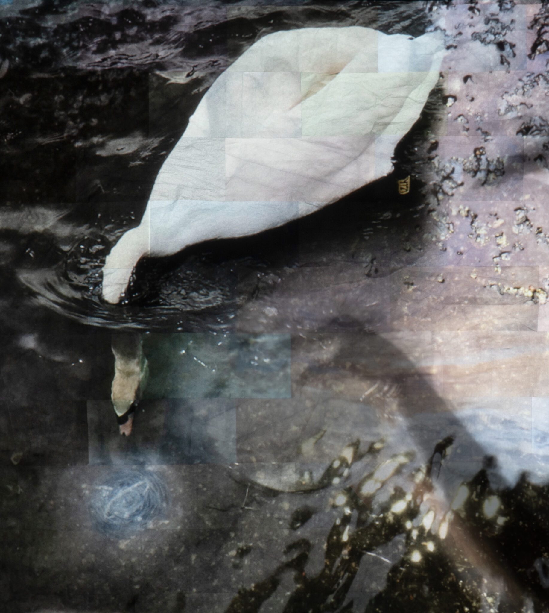 A white swan dips its head into rippling dark water, creating a gentle ripple effect. The scene is serene, with soft lighting enhancing tranquility.