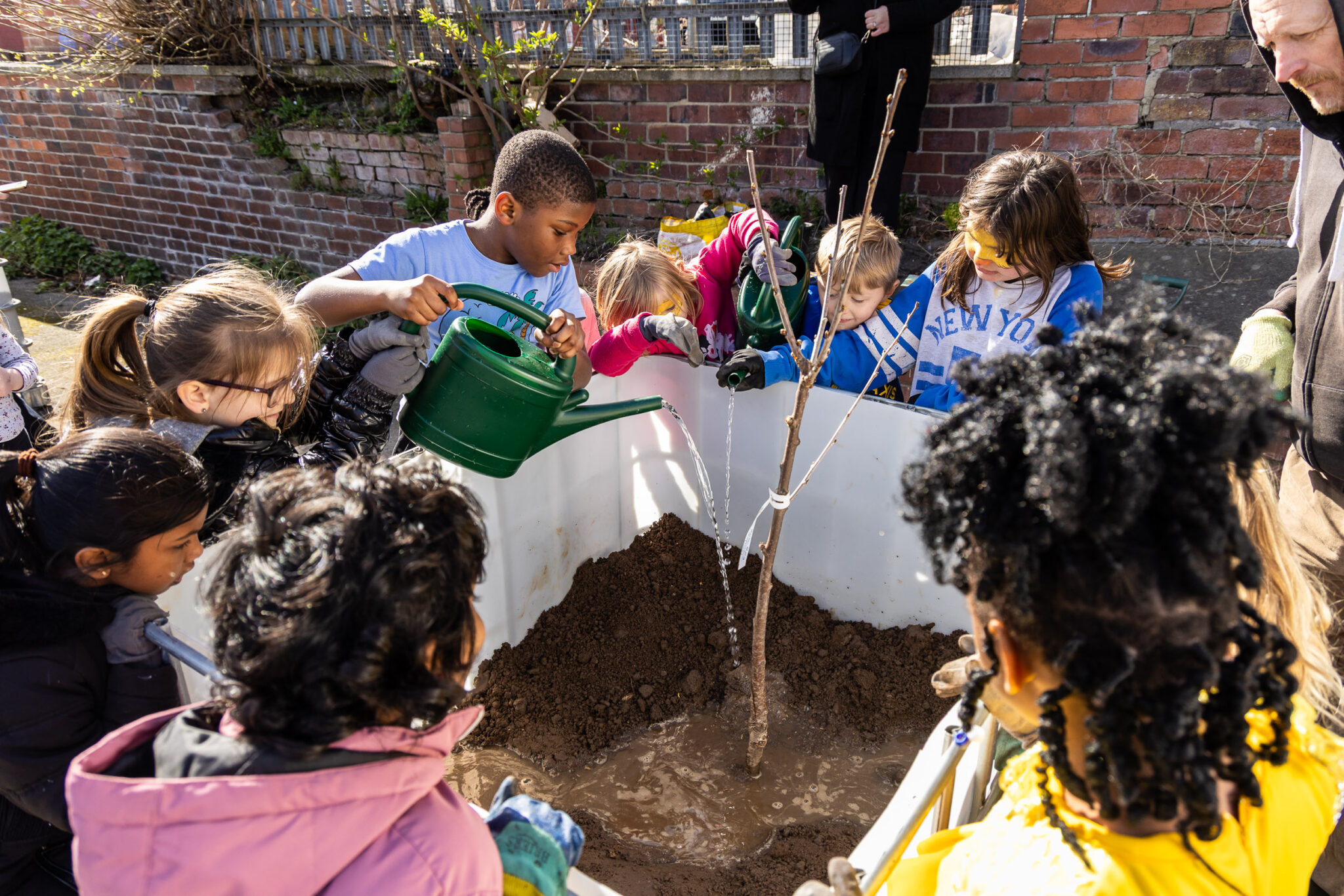 Children enthusiastically water a tree sapling planted in a large container filled with soil. The sunny setting conveys teamwork and joy.